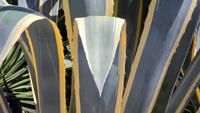 Variegated century plant leaves displaying thick yellow edges and sharp spiky margins under harsh natural sunlight