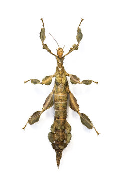 A leaf-mimicking stick insect (phasmid) displayed against a white background, showing its elongated body, spiny surface, and broad, leaflike extensions on the legs. These adaptations provide effective