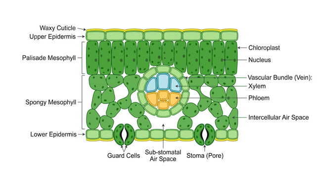 Leaf Anatomy Diagram: Cross-Section of Plant Leaf Structure