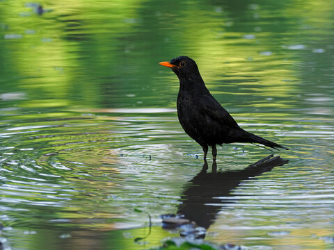 Common blackbird male taking a bath in a forest pond, Turdus merula