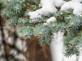 Green fir branches in winter covered with snow © Dmitrii Potashkin