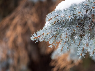 Green fir branches in winter covered with snow © Dmitrii Potashkin