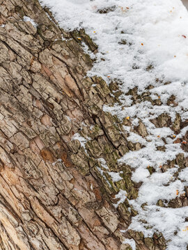 The texture of the bark of an old apple tree with snow in winter