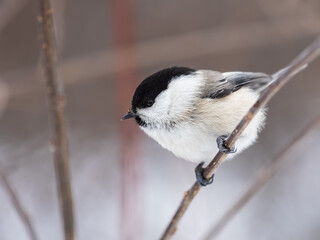 Cute bird the willow tit, song bird sitting on a branch without leaves in the winter. © Dmitrii Potashkin