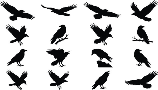 Black silhouette vector collection of crows and ravens in perched and flying poses
