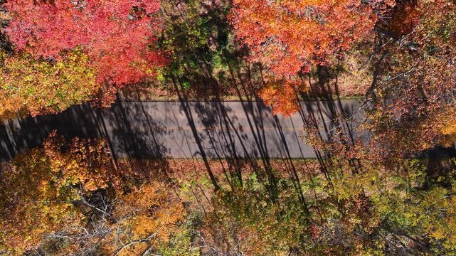 Scenic autumn landscape featuring an empty forest road lined with glowing trees in brilliant shades of gold, orange and red.