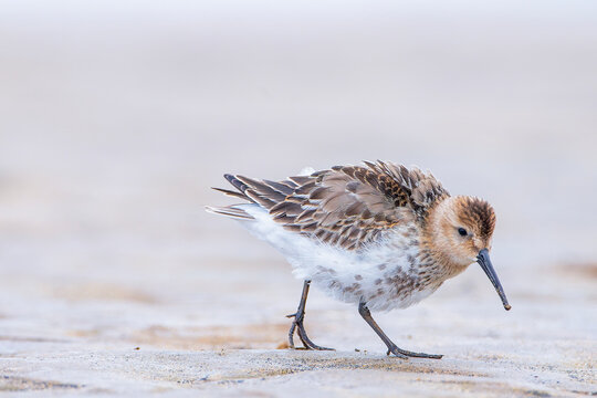 Dunlin, calidris alpina feeding on the beach sand.