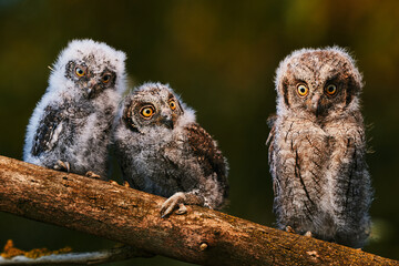 Portrait of three fluffy nestling Eurasian scops owls Otus scops perched on a tree branch in a forest. Close-up of a young wild owl chick in Wildlife habitat, featuring soft feathers, expressive eyes. © EvgeniyQW
