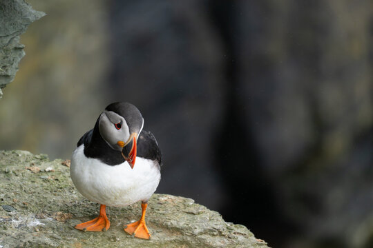 Close-up of a colorful Atlantic puffin with bright beak outdoors