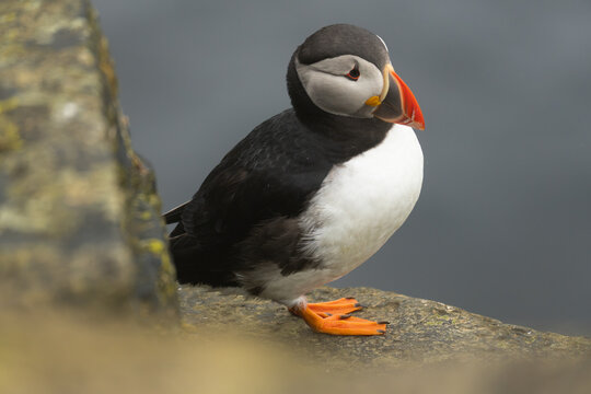Close-up of a colorful Atlantic puffin with bright beak outdoors