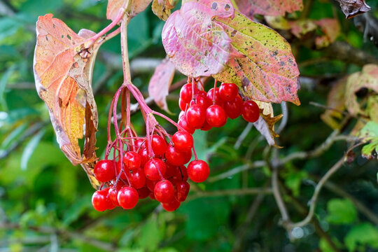 A bunch of ripe viburnum berries with autumn foliage.