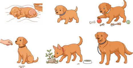 Obraz premium Golden retriever puppy growth stages and daily routines set featuring sleeping walking playing with toys sitting for treat sniffing plant and adult dog standing on leash vector illustration