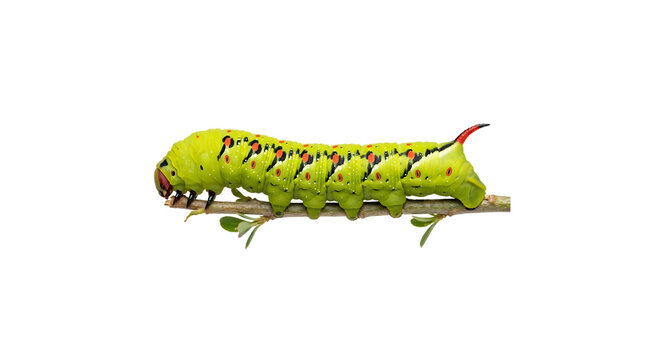 Green tobacco hornworm caterpillar crawling on a small twig with garden pest on transparent background