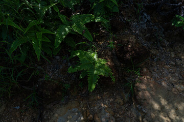 A vibrant green fern plant thrives in a shaded, rocky woodland area, beautifully highlighted by a single patch of warm natural sunlight breaking through the canopy. © Sergej