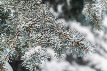 Green fir branches in winter covered with snow © Dmitrii Potashkin