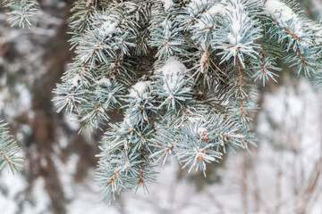 Green fir branches in winter covered with snow © Dmitrii Potashkin