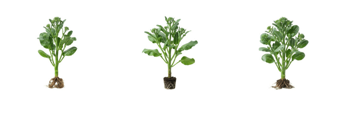 Fresh Broccoli Rabe or Rapini Plants with Green Leaves and Roots Isolated on White Background, Cruciferous Crop Growth PNG Stock Photo, Organic Farming Element