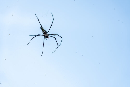 Detailed wildlife portrait of a tropical Nephila spider waiting patiently on its web, showcasing its long legs and distinct body patterns against a solid light blue background.