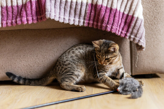Tabby cat crouched on living room wooden floor batting gray plush mouse toy on wand beside sofa with striped knitted blanket edge warm indoor light on fur