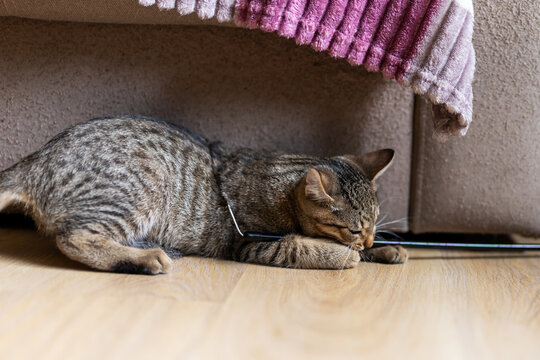 Tabby cat crouched under couch reaching with front paw toward small object on hardwood floor in cozy living room with warm natural light