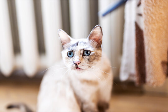 Blue eyed kitten sitting on warm hardwood floor looking up with curious expression near radiator, textured blanket in background, cozy indoor home scene
