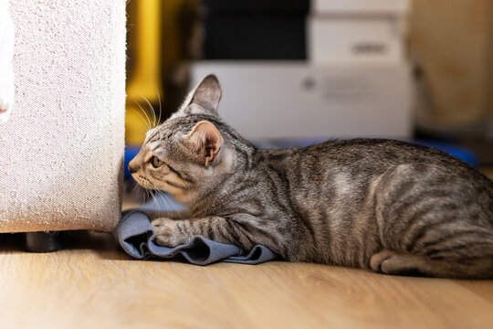 Brown-gray tabby cat crouched on hardwood floor nibbling loose fabric beside upholstered couch, relaxed curious expression, whiskers forward and body curled indoors living room