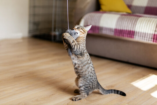 Young tabby kitten standing on hind legs reaching for hanging string in bright living room with sunlit sofa and hardwood floor cozy afternoon light indoor play moment