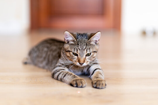 Tabby kitten stretched on light hardwood floor, front paws extended, looking toward camera with relaxed alert expression indoors