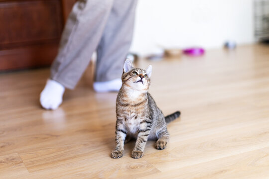 Brown tabby kitten sitting on light hardwood floor looking upward with curious alert expression near seated person's legs