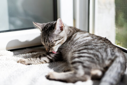 Gray tabby cat grooming itself while lying on sunlit windowsill carpet, licking paw and resting indoors in warm natural light with soft striped fur detail
