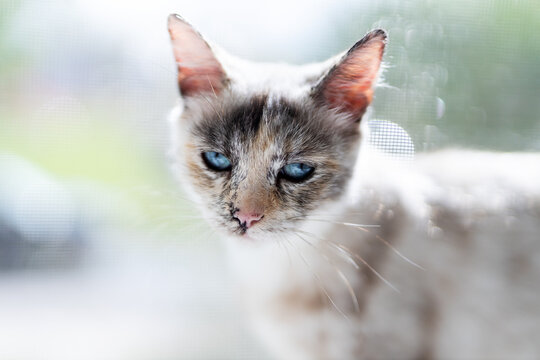 Siamese cat snowy face looking through window with blue eyes in soft winter daylight