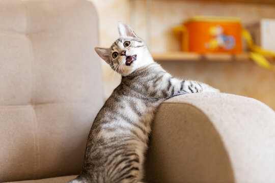Gray tabby cat lounging on sofa arm with upward head tilt, relaxed stretched body, and warm indoor ambient light