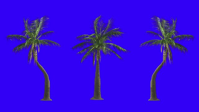 palm trees with blue screen background, exotic island nature frame, chroma key template, seamless motion graphics animation