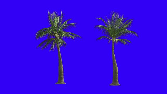 palm trees with blue screen background, exotic island nature frame, chroma key template, seamless motion graphics