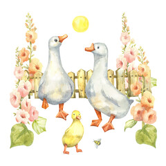 White geese and duckling with mallow flowers in a sunny meadow. Hand drawn watercolor composition with village painting for printing and decorating the kitchen and rooms of a country house © Mila