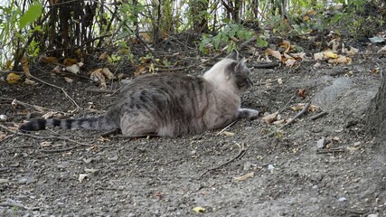 cat on the ground © Carmen