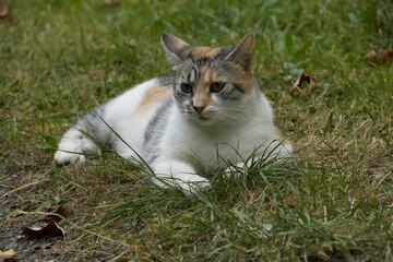 cat on grass © Carmen