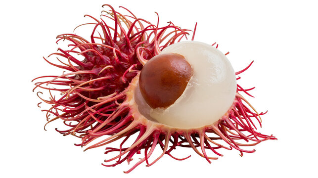 Isolated ripe rambutan tropical fruit with red hairy skin and peeled white flesh showing seed