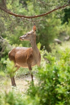Red deer (Cervus elaphus) photographed in Spain