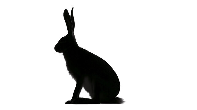 Isolated black silhouette of a wild European hare sitting calmly, minimalist graphic animal art.