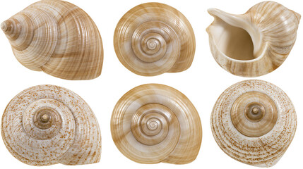Isolated three natural sea snail shells showing diverse shapes, colors, and spiral details. © Francisco