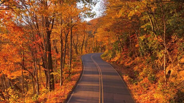 Winding mountain road through dense woodland filled with vibrant fall colors at sunset. Empty roadway creating evening autumn nature scene.