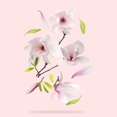 Beautiful magnolia flowers and leaves falling against pastel pink background © New Africa