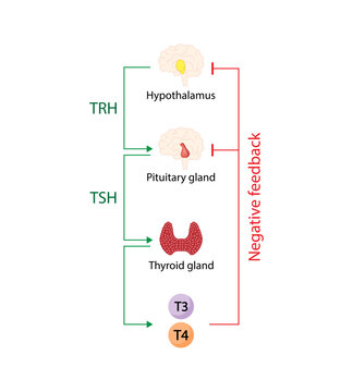 Feedback loop controlling thyroid hormone secretion into the blood. Thyroid gland, T3 and T4. hypothalamus, TRH and pituitary gland, TSH. Scientific diagram. Vector illustration.