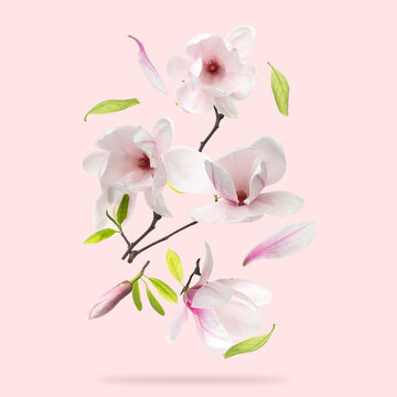 Beautiful magnolia flowers and leaves falling against pastel pink background