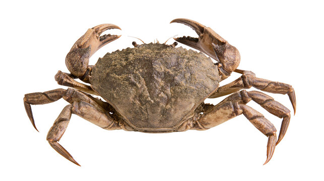 Isolated detailed overhead view of a brown shore crab, a marine crustacean animal