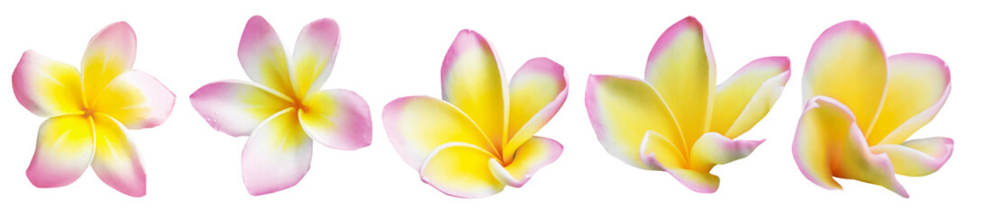 Pink plumeria flowers isolated on white, set. Tropical plant © New Africa