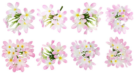 Pink plumeria flowers isolated on white, set. Tropical plant © New Africa