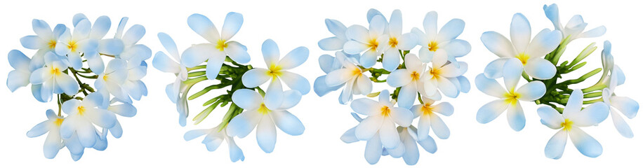 Blue plumeria flowers isolated on white, set. Tropical plant © New Africa