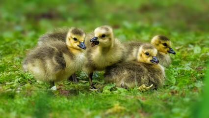 A small group of fluffy goslings huddles together on a lush green grass field. The soft focus of the background highlights the delicate details of the chicks' feathers. © Alexander Image